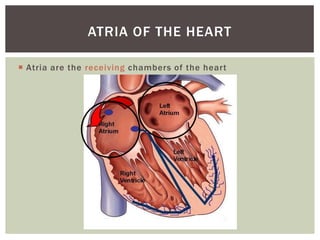 ATRIA OF THE HEART

 Atria are the receiving chambers of the heart
 