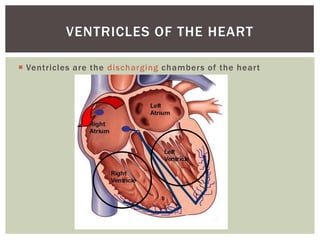 VENTRICLES OF THE HEART

 Ventricles are the discharging chambers of the heart
 