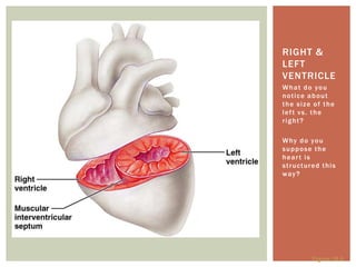 RIGHT &
LEFT
VENTRICLE
W h a t d o yo u
notice about
the size of the
left vs. the
right?

W hy d o yo u
suppose the
heart is
s t r uc t ur e d t h i s
w ay ?




              Figure 18.6
 