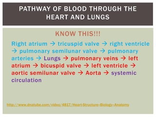 PATHWAY OF BLOOD THROUGH THE
            HEART AND LUNGS

                          KNOW THIS!!!
  Right atrium  tricuspid valve  right ventricle
   pulmonary semilunar valve  pulmonary
  arteries  Lungs  pulmonary veins  left
  atrium  bicuspid valve  left ventricle 
  aortic semilunar valve  Aorta  systemic
  circulation


http://www.dnatube.com/video/4817/Heart-Structure--Biology--Anatomy
 