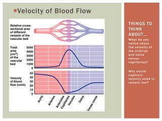 Velocity of Blood Flow
                          THINGS TO
                          THINK
                          ABOUT…
                          W h a t d o yo u
                          notice about
                          the velocity of
                          t h e a r te r i e s
                          and veins
                          versus
                          c a p i l l a r ie s ?

                          W hy w o u l d
                          c a p i l l ar y
                          v e l o c it y n e e d to
                          remain low?
 