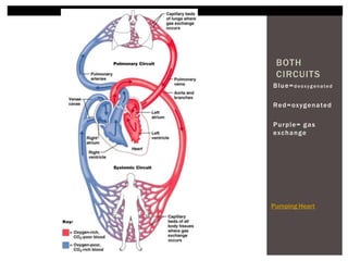 BOTH
 CIRCUITS
Blue=deoxygenated

Re d = ox yg e n a te d

Purple= gas
ex c h a n g e




Pumping Heart
 