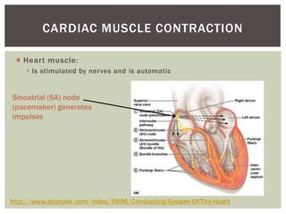CARDIAC MUSCLE CONTRACTION

  Heart muscle:
     Is stimulated by nerves and is automatic


Sinoatrial (SA) node
(pacemaker) generates
impulses




http://www.dnatube.com/video/5996/Conducting-System-Of-The-Heart
 