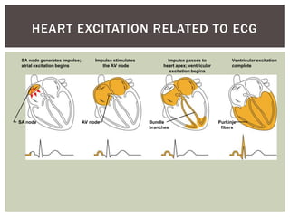 HEART EXCITATION RELATED TO ECG

 SA node generates impulse;        Impulse stimulates          Impulse passes to             Ventricular excitation
 atrial excitation begins             the AV node            heart apex; ventricular         complete
                                                                excitation begins




SA node                       AV node                   Bundle                         Purkinje
                                                        branches                        fibers
 