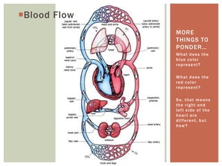 Blood Flow
              MORE
              THINGS TO
              PONDER…
              What does the
              blue color
              represent?

              What does the
              red color
              represent?

              So, that means
              the right and
              left side of the
              heart are
              d i f fe r e n t , b u t
              how?
 
