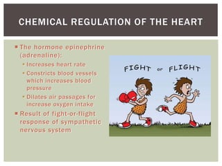 CHEMICAL REGULATION OF THE HEART

 The hormone epinephrine
  (adrenaline):
   Increases heart rate
   Constricts blood vessels
    which increases blood
    pressure
   Dilates air passages for
    increase oxygen intake
 Result of fight-or-flight
  response of sympathetic
  nervous system
 