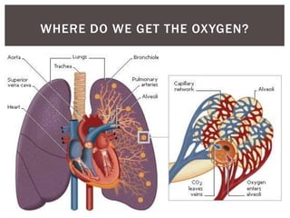 WHERE DO WE GET THE OXYGEN?
 