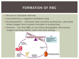 FORMATION OF RBC

 Occurs in red bone marrow
 Controlled by a negative feedback loop
 Erythropoietin – hormone that controls production…decrease
  blood oxygen level causes increase in production.
 Anemia – too few RBC or too little hemoglobin. Decreases
  oxygen carrying ability; pale and lack energy
 