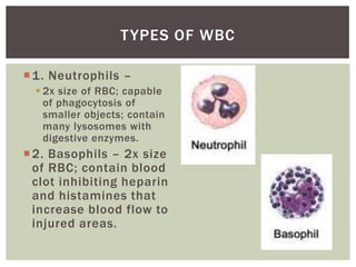 T YPES OF WBC

 1. Neutrophils –
   2x size of RBC; capable
    of phagocytosis of
    smaller objects; contain
    many lysosomes with
    digestive enzymes.
 2. Basophils – 2x size
  of RBC; contain blood
  clot inhibiting heparin
  and histamines that
  increase blood flow to
  injured areas.
 