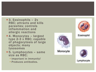  3. Eosinophils – 2x
  RBC; attracts and kills
  parasites; controls
  inflammation and
  allergic reactions
 4. Monocytes – largest
  type 2-3 x RBC; capable
  of phagocytosis of large
  objects; many
  lysosomes
 5. Lymphocytes – same
  size as RBC;
   important in immunity!
   Produces antibodies.
 