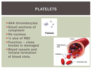 PLATELETS


 AKA thrombocytes
 Small sections of
  cytoplasm
 No nucleus
 ½ size of RBC
 Function – close
  breaks in damaged
 Blood vessels and
  initiate formation
 of blood clots.
 