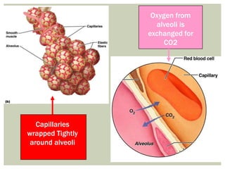 Oxygen from
                    alveoli is
                  exchanged for
                       CO2




   Capillaries
wrapped Tightly
 around alveoli
 