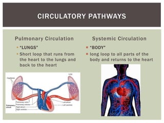 CIRCULATORY PATHWAYS

Pulmonary Circulation            Systemic Circulation
 “LUNGS”                       “BODY”
 Short loop that runs from     long loop to all parts of the
  the heart to the lungs and     body and returns to the heart
  back to the heart
 