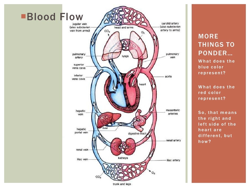 Cardiovascular system