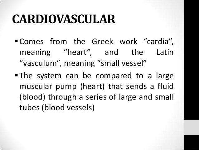 Cardiovascular system