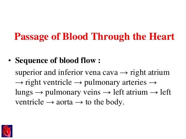 the movement of blood through the Movement of blood through the heart there are nine steps for the blood to move throughout the heart step one is that the deoxygenated blood enters the heart through the superior and. the movement of blood through the Movement of blood through the heart there are nine steps for the blood to move throughout the heart step one is that the deoxygenated blood enters the heart through the superior and.
