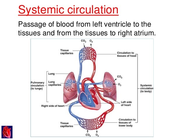 Cardiovascular system