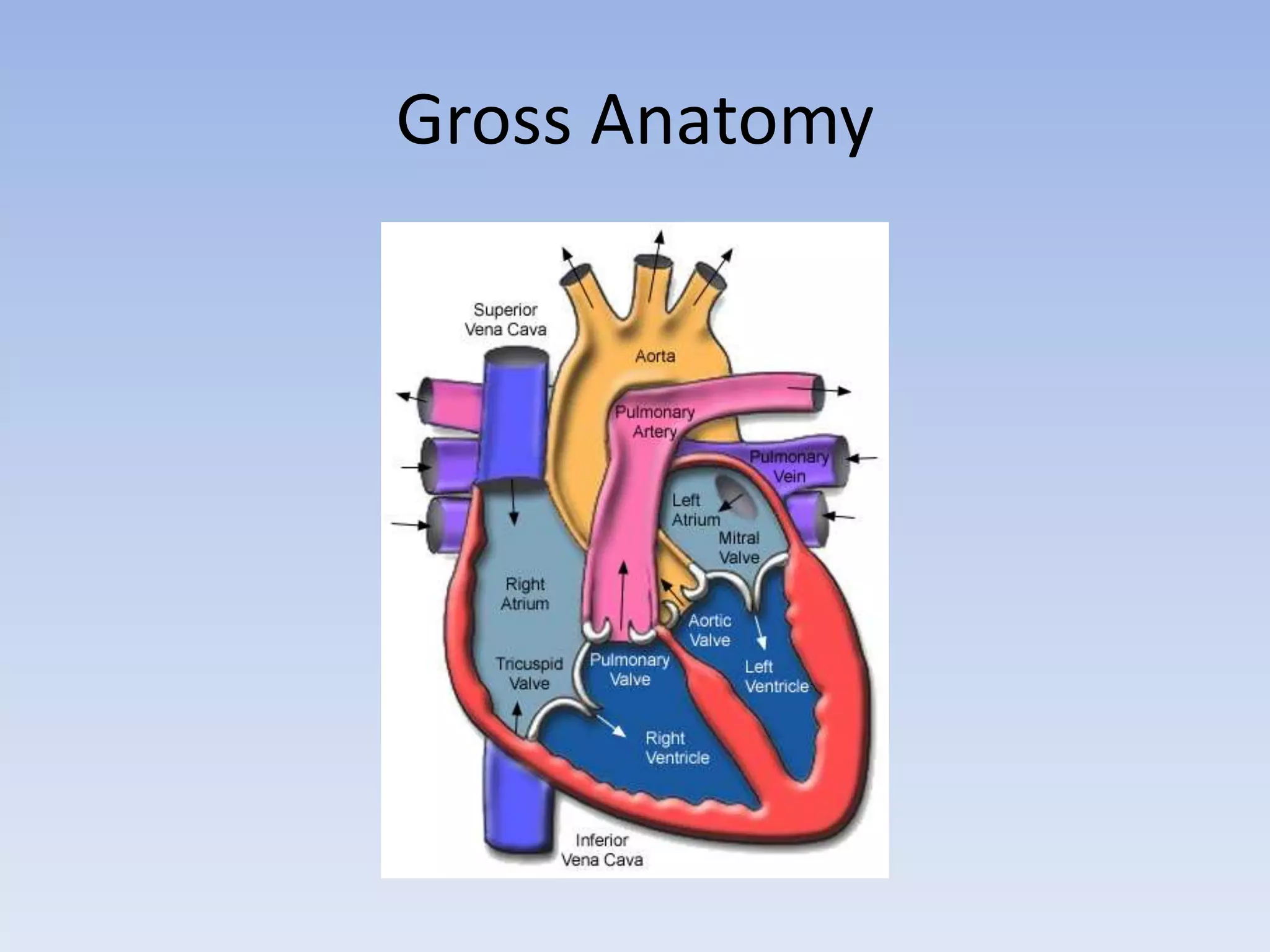 Anatomy Of The Heart Quizlet - bhk8ies