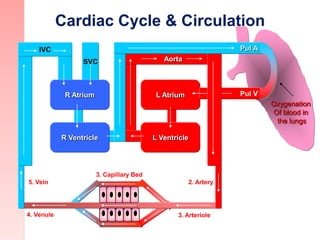 Cardiac Cycle & Circulation
L Atrium
Aorta
L Ventricle
SVC
3. Capillary Bed
3. Arteriole4. Venule
Pul V
R Ventricle
R Atri...
