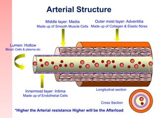 Arterial Structure
Outer most layer: Adventitia
Made up of Collagen & Elastic fibres
Middle layer: Media
Made up of Smooth...