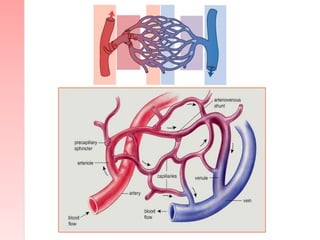 Veins
• They arise from the organs
• They carry deoxygenated blood
– Exception: Pulmonary Vein which carries oxygenated bl...