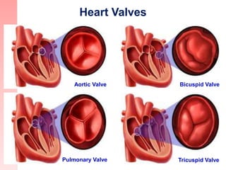 Aortic Valve Bicuspid Valve
Pulmonary Valve Tricuspid Valve
Heart Valves
 