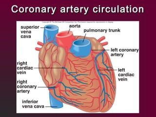 Coronary artery circulationCoronary artery circulation
 