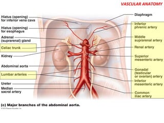 VASCULAR ANATOMY
 