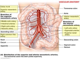 VASCULAR ANATOMY
 