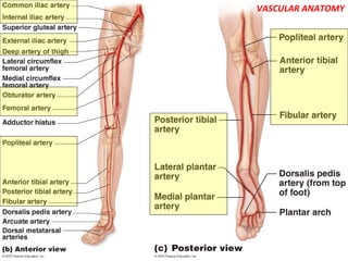 VASCULAR ANATOMY
 