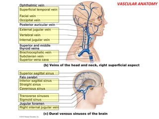 VASCULAR ANATOMY
 