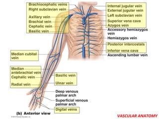 VASCULAR ANATOMY
 