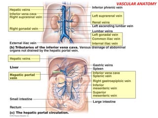 VASCULAR ANATOMY
 