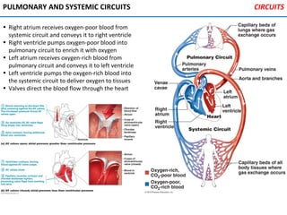 PULMONARY AND SYSTEMIC CIRCUITS
• Right atrium receives oxygen-poor blood from
systemic circuit and conveys it to right ventricle
• Right ventricle pumps oxygen-poor blood into
pulmonary circuit to enrich it with oxygen
• Left atrium receives oxygen-rich blood from
pulmonary circuit and conveys it to left ventricle
• Left ventricle pumps the oxygen-rich blood into
the systemic circuit to deliver oxygen to tissues
• Valves direct the blood flow through the heart
CIRCUITS
 