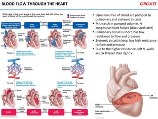 BLOOD FLOW THROUGH THE HEART
• Equal volumes of blood are pumped to
pulmonary and systemic circuits
• Mismatch in pumped volumes →
congestive heart failure (discussed later)
• Pulmonary circuit is short, has low
resistance to flow and pressure
• Systemic circuit is long, has high resistance
to flow and pressure
• Due to the higher resistance, left V. walls
are 3x thicker than right V.
CIRCUITS
 