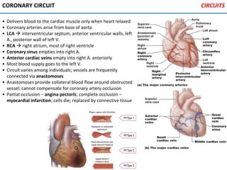 CORONARY CIRCUIT
• Delivers blood to the cardiac muscle only when heart relaxed
• Coronary arteries arise from base of aorta
• LCA  interventricular septum, anterior ventricular walls, left
A., posterior wall of left V.
• RCA  right atrium, most of right ventricle
• Coronary sinus empties into right A.
• Anterior cardiac veins empty into right A. anteriorly
• Most blood supply goes to the left V.
• Circuit varies among individuals; vessels are frequently
connected via anastomoses
• Anastomoses provide collateral blood flow around obstructed
vessel; cannot compensate for coronary artery occlusion
• Partial occlusion – angina pectoris; complete occlusion –
myocardial infarction; cells die; replaced by connective tissue
CIRCUITS
 