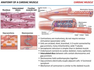 • Contractions are involuntary; do not require nervous
stimulation (pacemaker cells)
• Cells are striated, short, branched, 1-2 nuclei connected by
gap junctions; many mitochondria; wide T tubules
• Sarcoplasmic reticulum is simpler than in skeletal muscle
• Endomysium connects to cardiac skeleton; many capillaries
• Intercalated discs between cells contain desmosomes and
gap junctions
• Desmosomes hold cardiomyocytes together
• Gap junctions electrically couple adjacent cells → functional
syncytium
• Mechanism of contraction is similar to the skeletal muscle
ANATOMY OF A CARDIAC MUSCLE CARDIAC MUSCLE
 