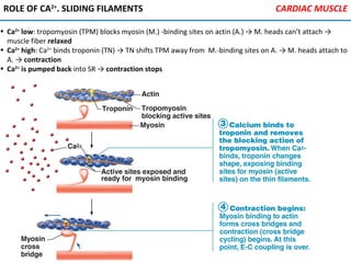 ROLE OF CA2+
. SLIDING FILAMENTS
• Ca2+
low: tropomyosin (TPM) blocks myosin (M.) -binding sites on actin (A.) → M. heads can’t attach →
muscle fiber relaxed
• Ca2+
high: Ca2+
binds troponin (TN) → TN shifts TPM away from M.-binding sites on A. → M. heads attach to
A. → contraction
• Ca2+
is pumped back into SR → contraction stops
CARDIAC MUSCLE
 