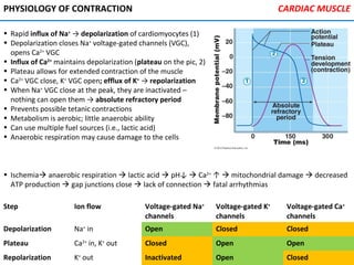 Step Ion flow Voltage-gated Na+
channels
Voltage-gated K+
channels
Voltage-gated Ca+
channels
Depolarization Na+
in Open Closed Closed
Plateau Ca2+
in, K+
out Closed Open Open
Repolarization K+
out Inactivated Open Closed
PHYSIOLOGY OF CONTRACTION
• Rapid influx of Na+
→ depolarization of cardiomyocytes (1)
• Depolarization closes Na+
voltage-gated channels (VGC),
opens Ca2+
VGC
• Influx of Ca2+
maintains depolarization (plateau on the pic, 2)
• Plateau allows for extended contraction of the muscle
• Ca2+
VGC close, K+
VGC open; efflux of K+
→ repolarization
• When Na+
VGC close at the peak, they are inactivated –
nothing can open them → absolute refractory period
• Prevents possible tetanic contractions
• Metabolism is aerobic; little anaerobic ability
• Can use multiple fuel sources (i.e., lactic acid)
• Anaerobic respiration may cause damage to the cells
CARDIAC MUSCLE
• Ischemia anaerobic respiration  lactic acid  pH↓  Ca2+
↑  mitochondrial damage  decreased
ATP production  gap junctions close  lack of connection  fatal arrhythmias
 
