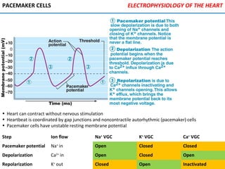 PACEMAKER CELLS
• Heart can contract without nervous stimulation
• Heartbeat is coordinated by gap junctions and noncontractile autorhythmic (pacemaker) cells
• Pacemaker cells have unstable resting membrane potential
ELECTROPHYSIOLOGY OF THE HEART
Step Ion flow Na+
VGC K+
VGC Ca+
VGC
Pacemaker potential Na+
in Open Closed Closed
Depolarization Ca2+
in Open Closed Open
Repolarization K+
out Closed Open Inactivated
 