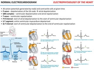 • All action potentials generated by nodal and contractile cells at given time
• P wave – depolarization of the SA node  atrial depolarization
• QRS complex – ventricular depolarization and atrial repolarization
• T wave – ventricular repolarization
• P-R interval: start of atrial depolarization to the start of ventricular depolarization
• S-T segment: entire ventricular myocardium depolarized
• Q-T interval: start of ventricular depolarization to the end of ventricular repolarization
NORMAL ELECTROCARDIOGRAM ELECTROPHYSIOLOGY OF THE HEART
 