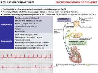 • Cardioinhibitory (parasympathetic) center in medulla oblongata (MO)
• Normally inhibits SA, AV nodes via vagus nerve → normal heart rate (HR) @ 70 bpm
• Cardioacceleratory (sympathetic) center in MO stimulates SA, AV nodes via sympathetic nerves →↑ HR
REGULATION OF HEART RATE ELECTROPHYSIOLOGY OF THE HEART
Tachycardia
Fast heart rate (>100 bpm)
EKG normal otherwise; causes:
•fever (10 bpm per 1°C ↑)
•sympathetic stimulation
•toxins
•blood loss
Bradycardia
Slow heart rate (<60 bpm)
EKG normal otherwise; causes:
•athletic training
•parasympathetic stimulation (carotid
sinus syndrome – extremely sensitive
baroreceptors in carotid sinuses)
 