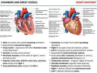 CHAMBERS AND GREAT VESSELS HEART ANATOMY
• Atria are small, thin-walled receiving chambers
• Separated by interatrial septum
• Fossa ovalis – depression left after foramen ovale
in the fetal heart
• Auricles increase atrial volume
• Pectinate muscles on the walls of right A. and in
the left auricle
• Superior vena cava, inferior vena cava, coronary
sinus empty into right A.
• Four pulmonary veins empty into left A.
• Ventricles are large thick-walled pumping
chambers
• Right V. occupies most of anterior surface
• Left V. occupies most of posteroinferior surface
• Separated by interventricular septum
• Associated sulci: coronary (between A. and V.),
anterior interventricular (between V.)
• Trabeculae carneae – irregular ridges of muscle
• Chordae tendineae regulate valve opening
• Papillary muscles anchor chordae tendineae
• Right V. delivers blood into pulmonary trunk
• Left V. delivers blood into aorta
 