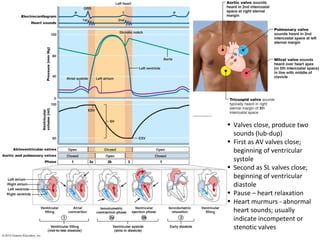 • Valves close, produce two
sounds (lub-dup)
• First as AV valves close;
beginning of ventricular
systole
• Second as SL valves close;
beginning of ventricular
diastole
• Pause – heart relaxation
• Heart murmurs - abnormal
heart sounds; usually
indicate incompetent or
stenotic valves
 