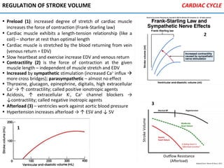 REGULATION OF STROKE VOLUME
• Preload (1): increased degree of stretch of cardiac muscle
increases the force of contraction (Frank-Starling law)
• Cardiac muscle exhibits a length-tension relationship (like a
coil) – shorter at rest than optimal length
• Cardiac muscle is stretched by the blood returning from vein
(venous return = EDV)
• Slow heartbeat and exercise increase EDV and venous return
• Contractility (2) is the force of contraction at the given
muscle length – independent of muscle stretch and EDV
• Increased by sympathetic stimulation (increased Ca2+
influx 
more cross bridges); parasympathetic – almost no effect
• Thyroxine, glucagon, epinephrine, digitalis, high extracellular
Ca2+
→ ↑ contractility; called positive ionotropic agents
• Acidosis, ↑ extracellular K+
, Ca2+
channel blockers →
↓contractility; called negative inotropic agents
• Afterload (3) – ventricles work against aortic blood pressure
• Hypertension increases afterload → ↑ ESV and ↓ SV
1
2
3
CARDIAC CYCLE
 