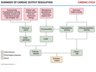SUMMARY OF CARDIAC OUTPUT REGULATION CARDIAC CYCLE
 