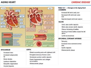 AGING HEART CARDIAC DISEASE
 