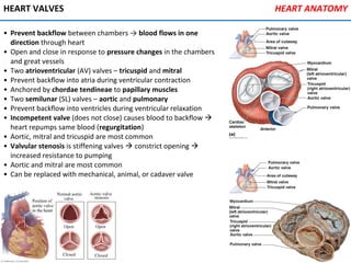 HEART VALVES
• Prevent backflow between chambers → blood flows in one
direction through heart
• Open and close in response to pressure changes in the chambers
and great vessels
• Two atrioventricular (AV) valves – tricuspid and mitral
• Prevent backflow into atria during ventricular contraction
• Anchored by chordae tendineae to papillary muscles
• Two semilunar (SL) valves – aortic and pulmonary
• Prevent backflow into ventricles during ventricular relaxation
• Incompetent valve (does not close) causes blood to backflow 
heart repumps same blood (regurgitation)
• Aortic, mitral and tricuspid are most common
• Valvular stenosis is stiffening valves  constrict opening 
increased resistance to pumping
• Aortic and mitral are most common
• Can be replaced with mechanical, animal, or cadaver valve
HEART ANATOMY
 