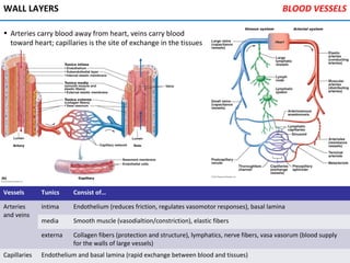 WALL LAYERS
• Arteries carry blood away from heart, veins carry blood
toward heart; capillaries is the site of exchange in the tissues
Vessels Tunics Consist of…
Arteries
and veins
intima Endothelium (reduces friction, regulates vasomotor responses), basal lamina
media Smooth muscle (vasodialtion/constriction), elastic fibers
externa Collagen fibers (protection and structure), lymphatics, nerve fibers, vasa vasorum (blood supply
for the walls of large vessels)
Capillaries Endothelium and basal lamina (rapid exchange between blood and tissues)
BLOOD VESSELS
 
