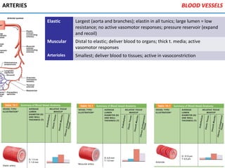ARTERIES
Elastic Largest (aorta and branches); elastin in all tunics; large lumen = low
resistance; no active vasomotor responses; pressure reservoir (expand
and recoil)
Muscular Distal to elastic; deliver blood to organs; thick t. media; active
vasomotor responses
Arterioles Smallest; deliver blood to tissues; active in vasoconstriction
BLOOD VESSELS
 